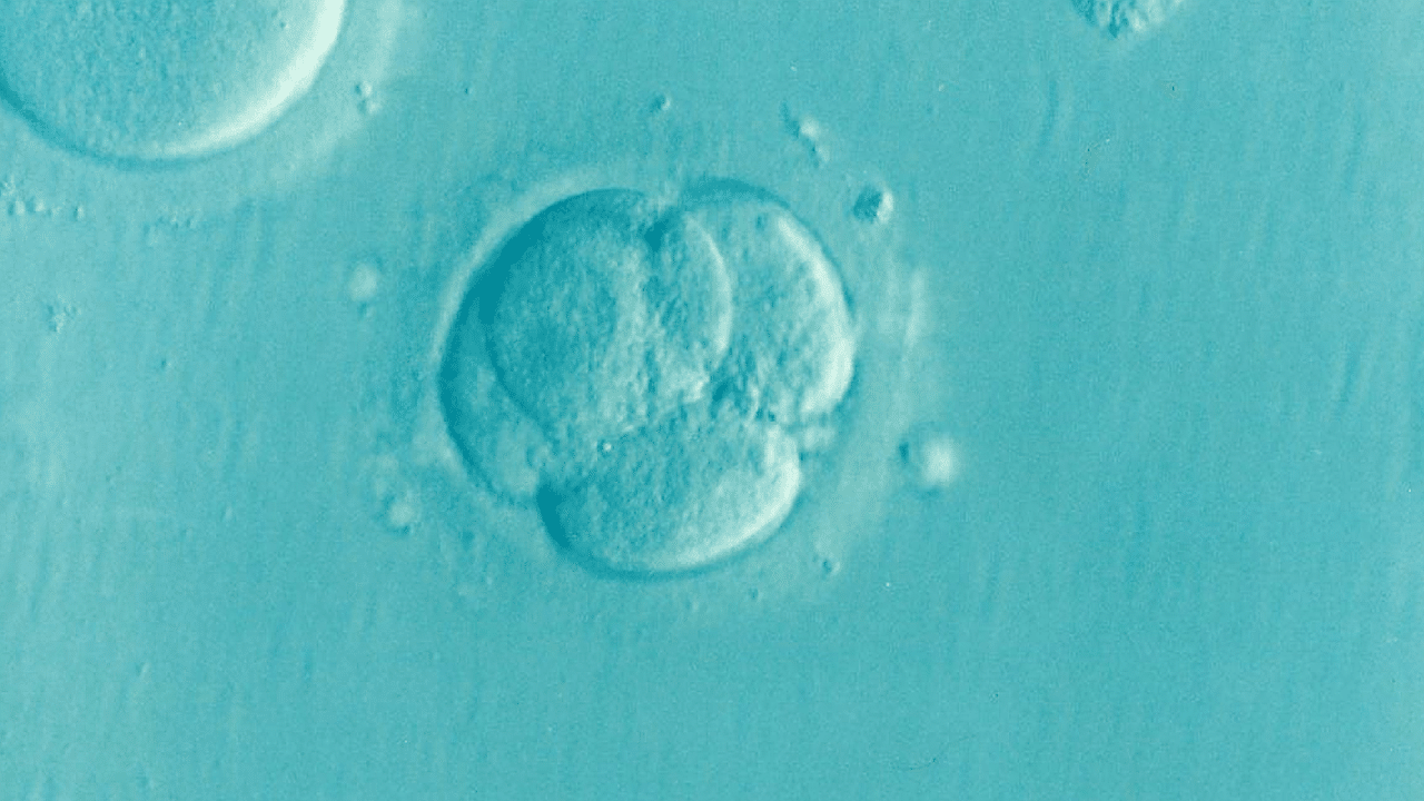embryo (1)
